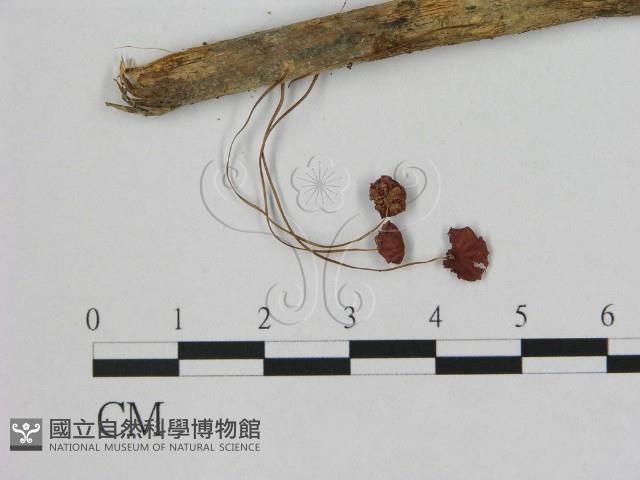 登錄號:F0011100藏品圖，第1張