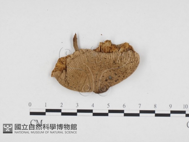 純黃白鬼傘藏品圖，第1張
