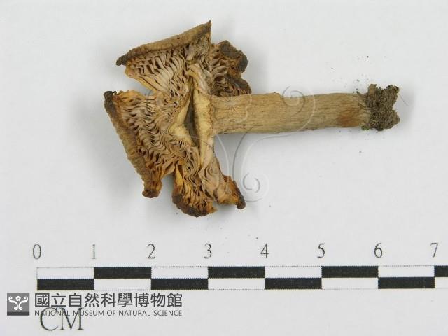 紅菇屬藏品圖，第1張