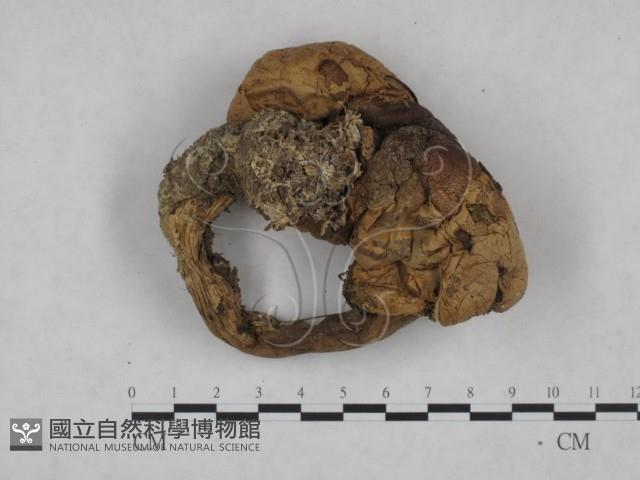 登錄號:F0025100藏品圖，第1張