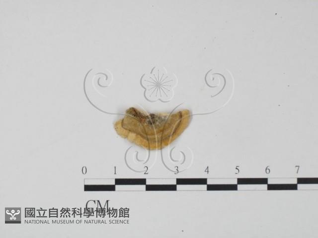 登錄號:F0015100藏品圖，第1張
