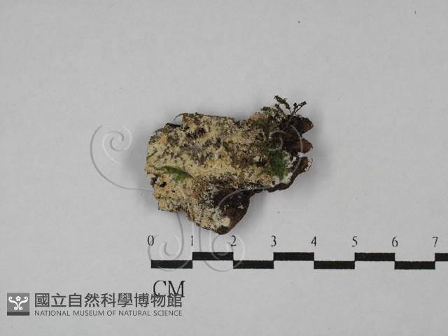 絲齒菌屬藏品圖，第1張