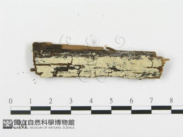 登錄號:F0009100藏品圖，第1張
