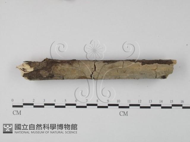 齒耳菌屬藏品圖，第1張