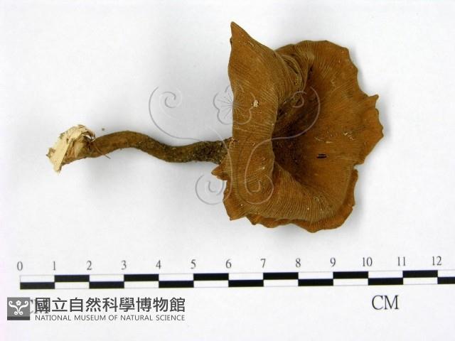 登錄號:F0013100藏品圖，第1張