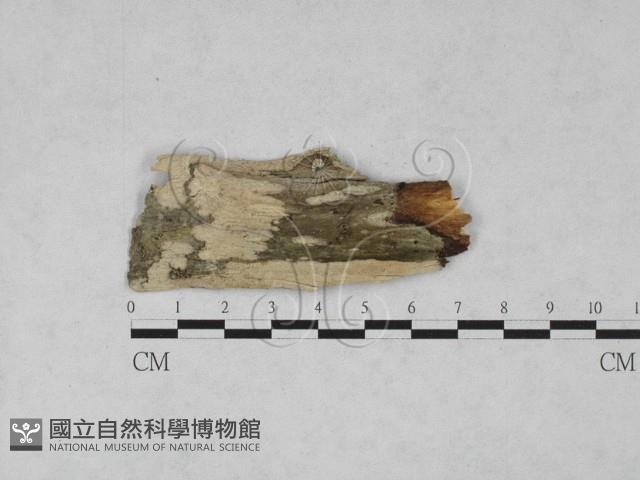 登錄號:F0028000藏品圖，第1張