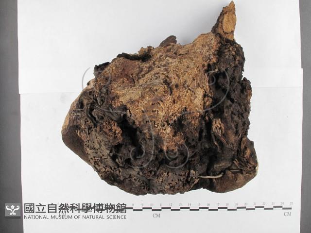 登錄號:F0026000藏品圖，第1張