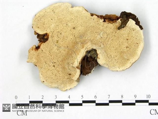 登錄號:F0006000藏品圖，第1張