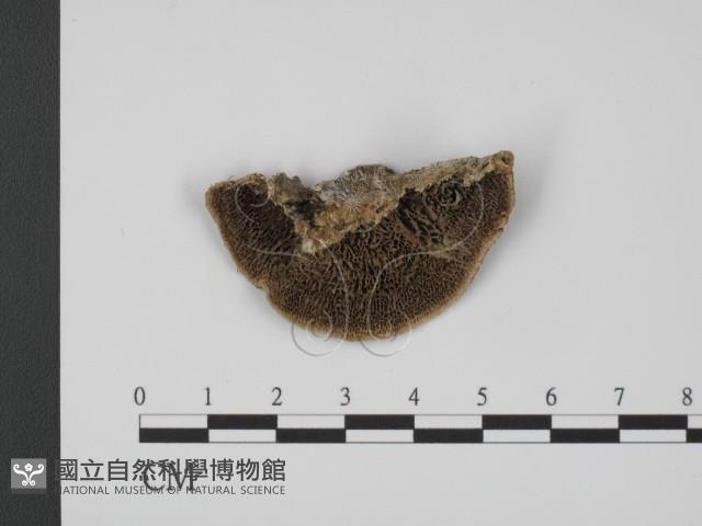 登錄號:F0016000藏品圖，第1張