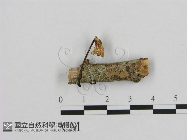 小皮傘屬藏品圖，第1張