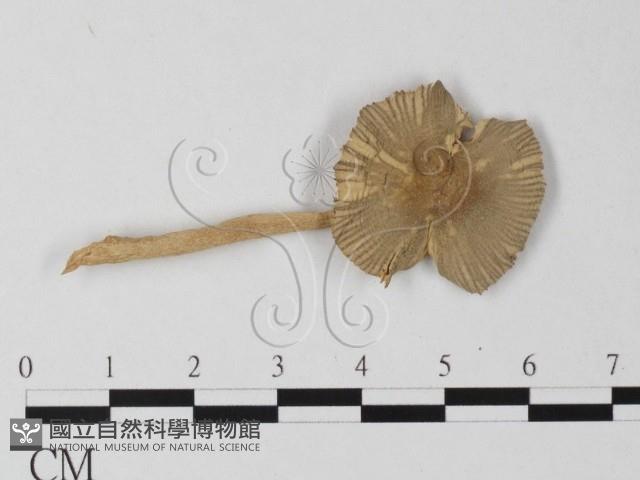 登錄號:F0011000藏品圖，第1張