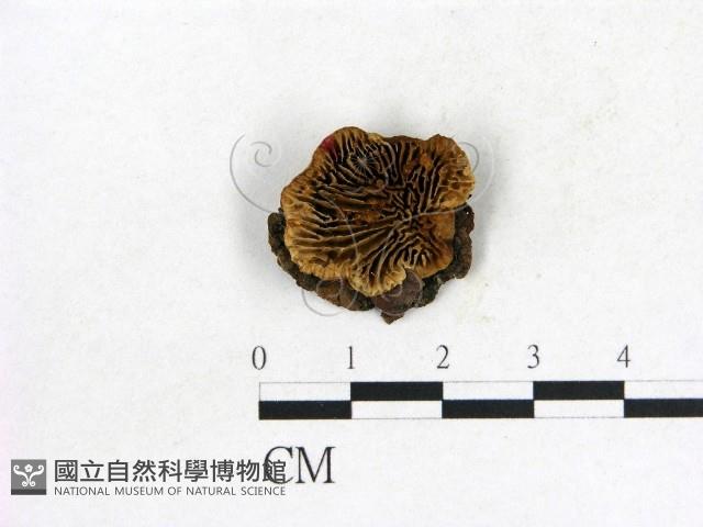 登錄號:F0004000藏品圖，第1張