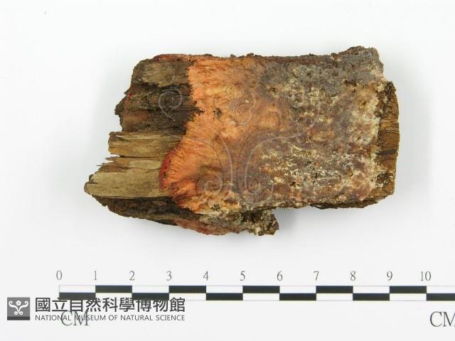 登錄號:F0014000藏品圖，第1張