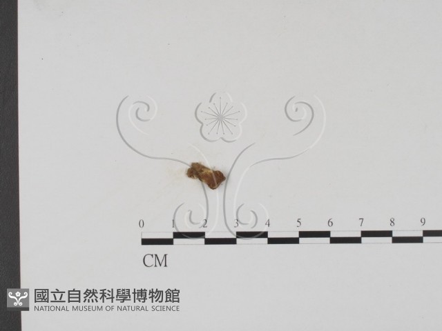 登錄號:F0002000藏品圖，第1張