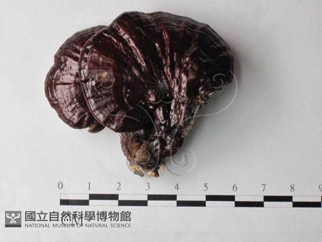 登錄號:F0027000藏品圖，第1張
