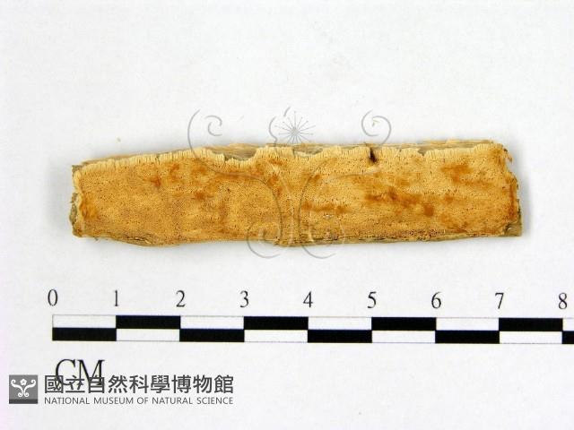 登錄號:F0007000藏品圖，第1張