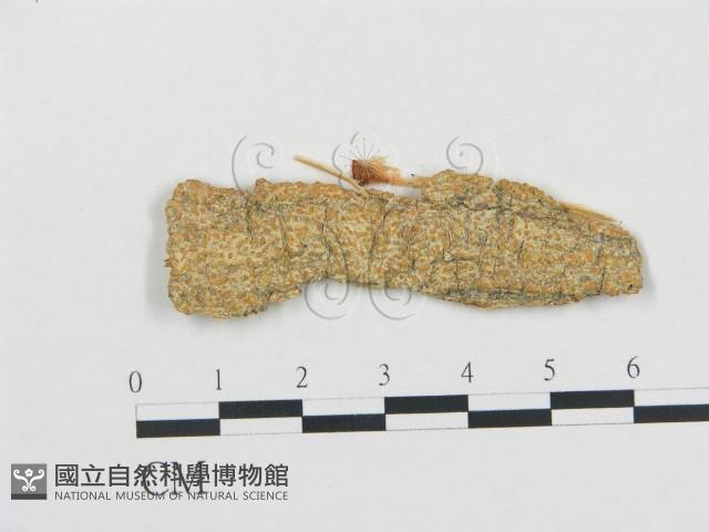 阿根廷柱擔菌藏品圖，第1張