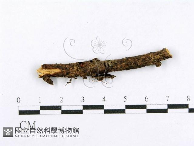 射脈菌屬藏品圖，第1張