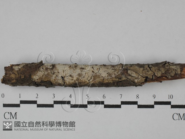 登錄號:F0029000藏品圖，第1張