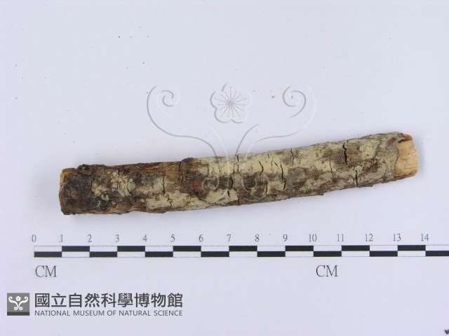 登錄號:F0003000藏品圖，第1張