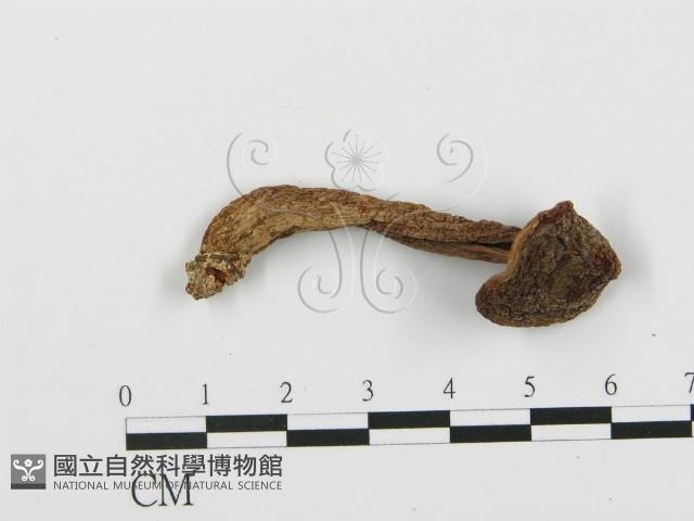 登錄號:F0013000藏品圖，第3張