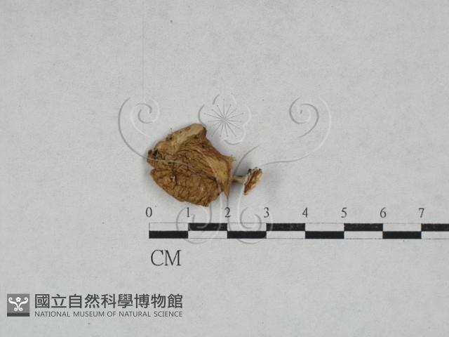 登錄號:F0028300藏品圖，第1張