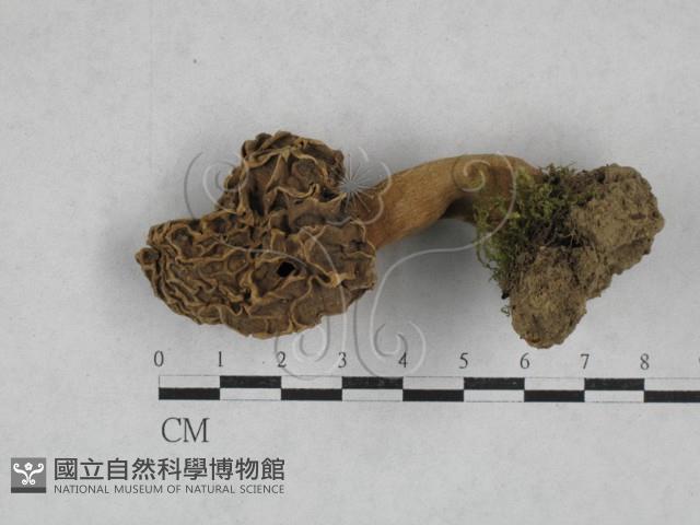 尖頂羊肚菌藏品圖，第1張