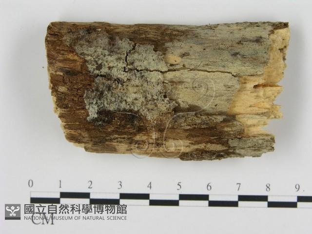 登錄號:F0000300藏品圖，第1張