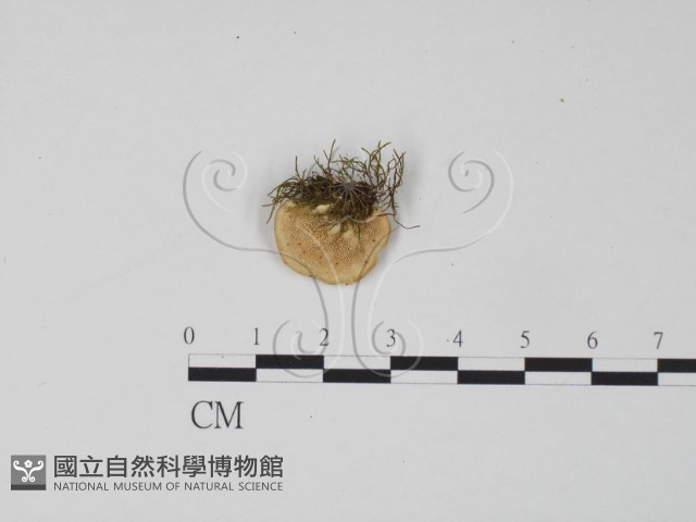 登錄號:F0006300藏品圖，第1張