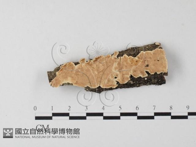 登錄號:F0004300藏品圖，第1張