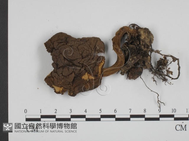登錄號:F0014300藏品圖，第1張
