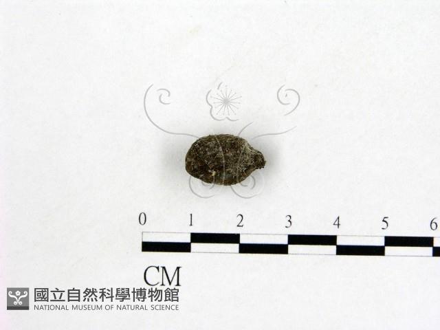 登錄號:F0005300藏品圖，第1張