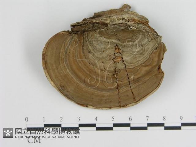 登錄號:F0015300藏品圖，第1張