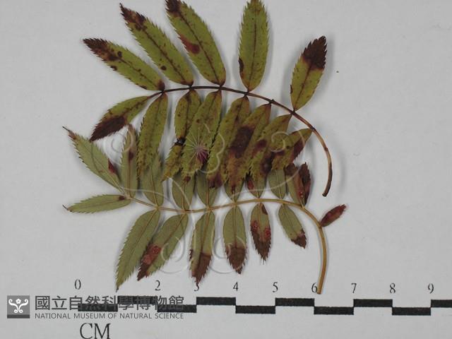 登錄號:F0029300藏品圖，第1張