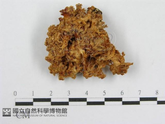 登錄號:F0008210藏品圖，第1張