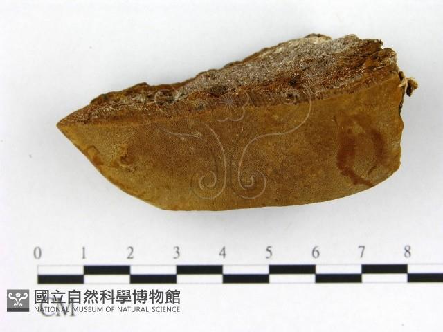 登錄號:F0006210藏品圖，第1張