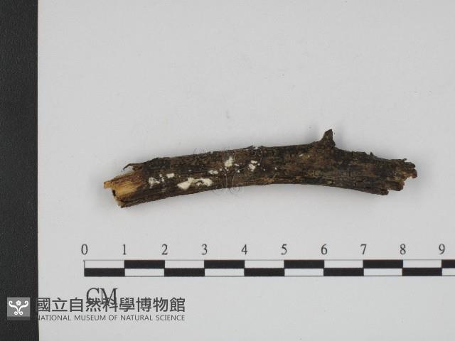 登錄號:F0004210藏品圖，第1張