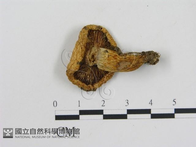 乳菇屬藏品圖，第1張