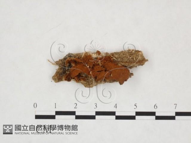 登錄號:F0015210藏品圖，第1張