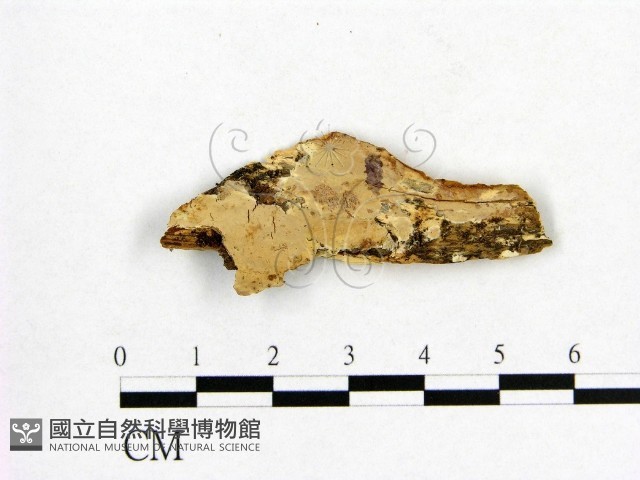 登錄號:F0009210藏品圖，第1張