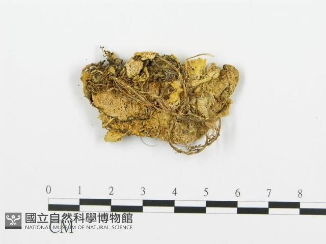 登錄號:F0009410藏品圖，第1張