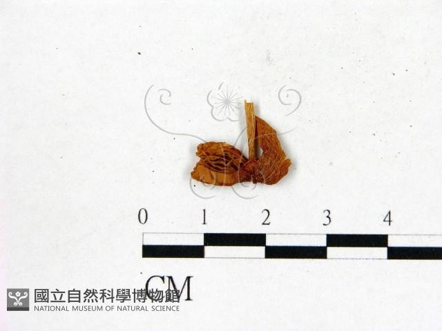 登錄號:F0008510藏品圖，第1張