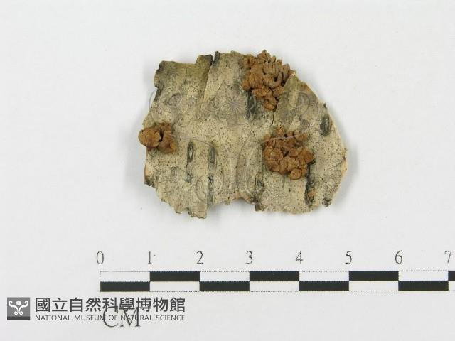 登錄號:F0009510藏品圖，第1張