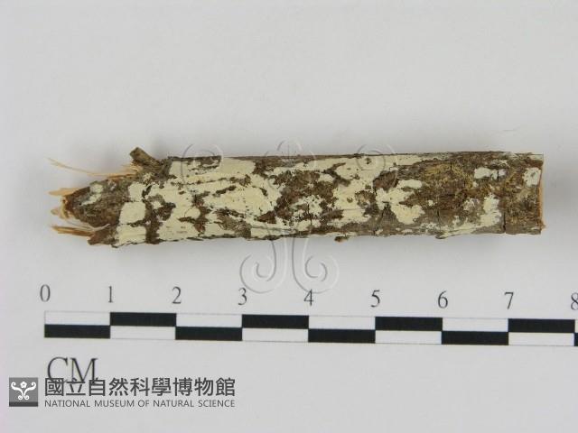 登錄號:F0000110藏品圖，第1張