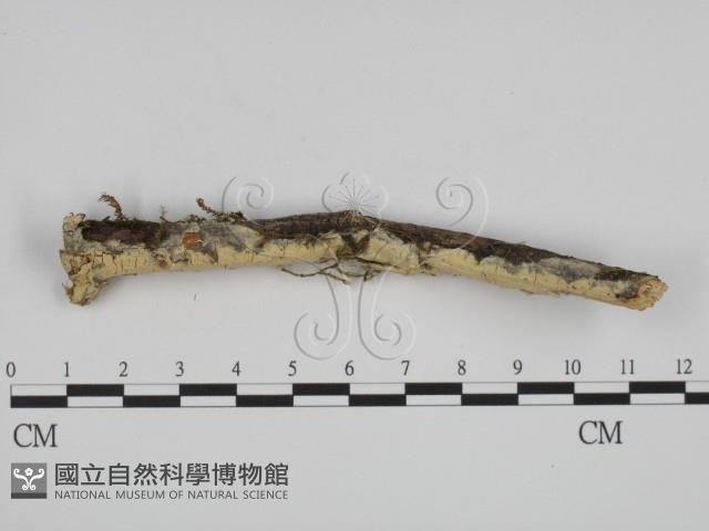 登錄號:F0001110藏品圖，第1張