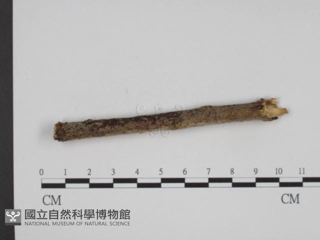 登錄號:F0004110藏品圖，第1張