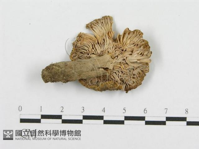 紅菇屬藏品圖，第1張
