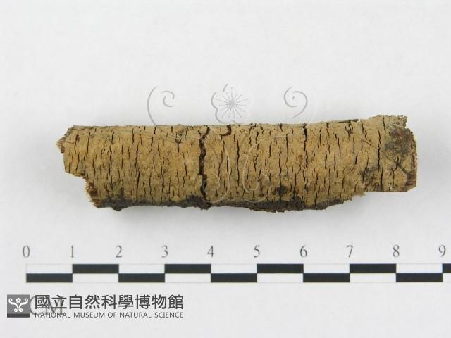 登錄號:F0005110藏品圖，第1張