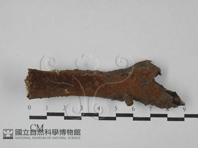 刺革菌屬藏品圖，第1張