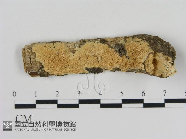 登錄號:F0009110藏品圖，第1張